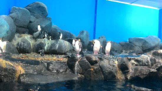 Akwarium Underwater World Langkawi